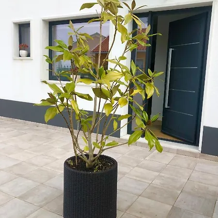 Casa Patio Tatil Evi Enxara do Bispo